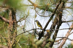 Pericrocotus solaris