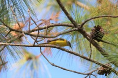 Pericrocotus solaris