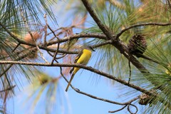 Pericrocotus solaris