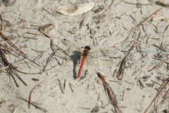 Sympetrum hypomelas