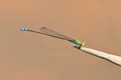 Pseudagrion rubriceps