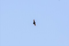 Ptyonoprogne concolor