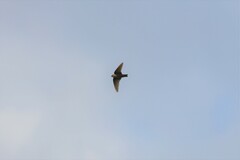 Ptyonoprogne concolor