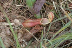 Nepenthes smilesii