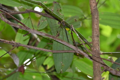 Gynacantha