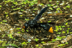 Synagris