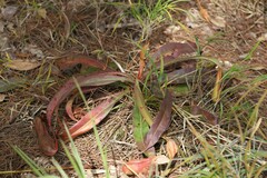 Nepenthes smilesii