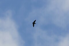 Hirundapus giganteus