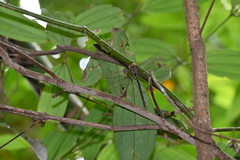 Gynacantha