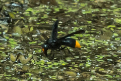 Synagris