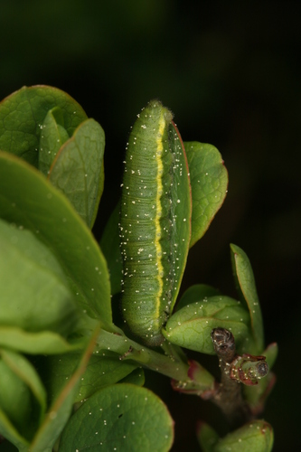 Moorland Clouded Yellow