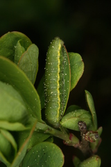 Colias palaeno