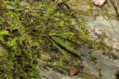 Sarcochilus ceciliae