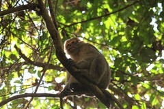 Macaca assamensis