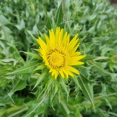Sonchus asper glaucescens
