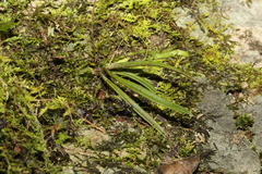 Sarcochilus ceciliae