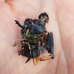 Sericotrupes niger