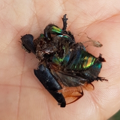 Sericotrupes niger