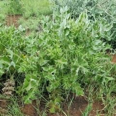 Sonchus asper glaucescens