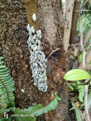 Ptyelus grossus