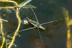 Limnogonoides