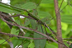 Gynacantha