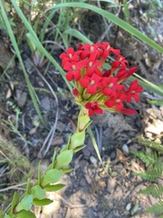 Crassula coccinea