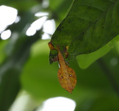 Pulchriphyllium bioculatum