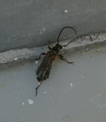 Stenopterus ater