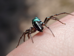 Cosmophasis thalassina