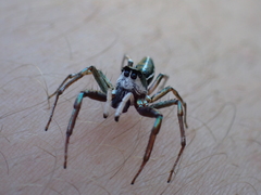 Cosmophasis thalassina