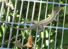 Podarcis siculus