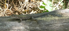 Podarcis siculus