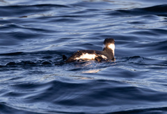 Brachyramphus marmoratus