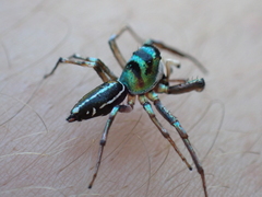 Cosmophasis thalassina