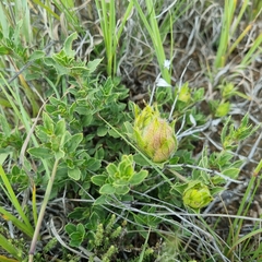 Barleria macrostegia