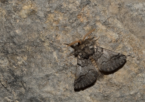 Thaumetopoea solitaria Freyer, 1838