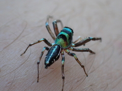Cosmophasis thalassina