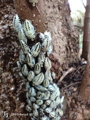 Ptyelus grossus