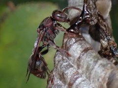 Ropalidia revolutionalis