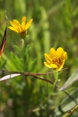Coreopsis palmata