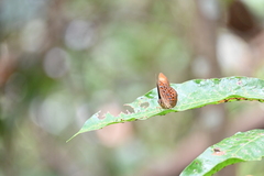Taxila haquinus