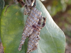 Ropalidia revolutionalis