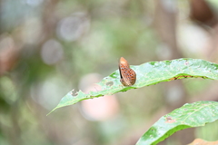 Taxila haquinus