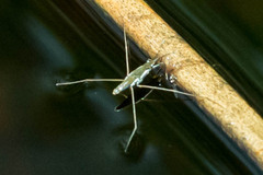 Limnogonoides