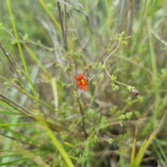 Jamesbrittenia aurantiaca