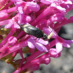 Anthaxiini
