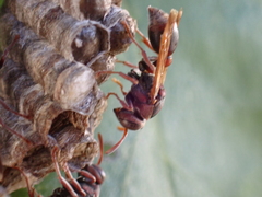 Ropalidia revolutionalis