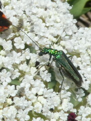 Oedemera nobilis