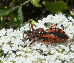 Rhynocoris iracundus